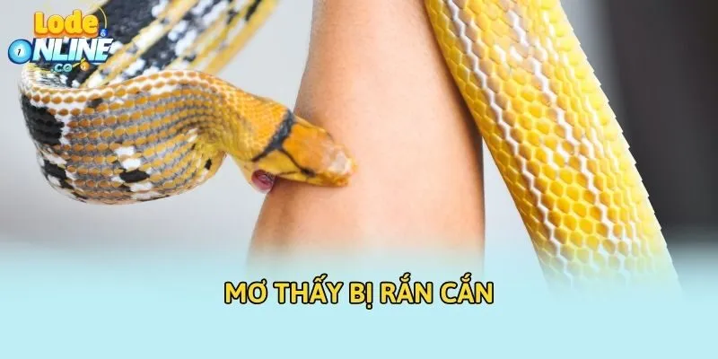 Mơ thấy bị rắn cắn